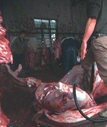 注水肉